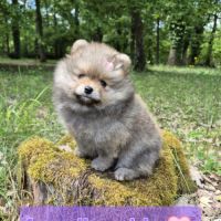 Véritables chiot spitz nain poméranien lof