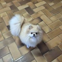 Véritables chiots spitz nain poméranien lof #10