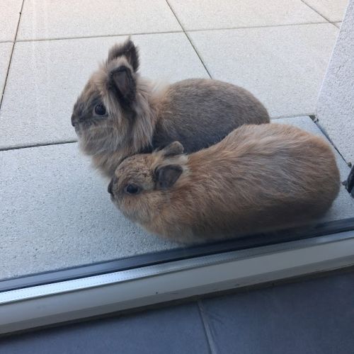 Lapin a donner urgent #1