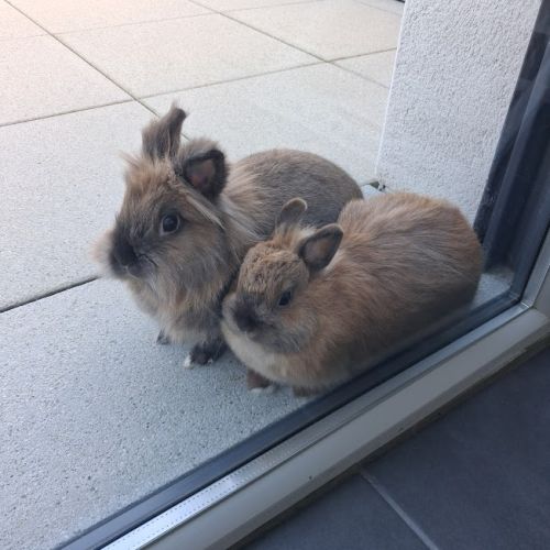 Lapin a donner urgent