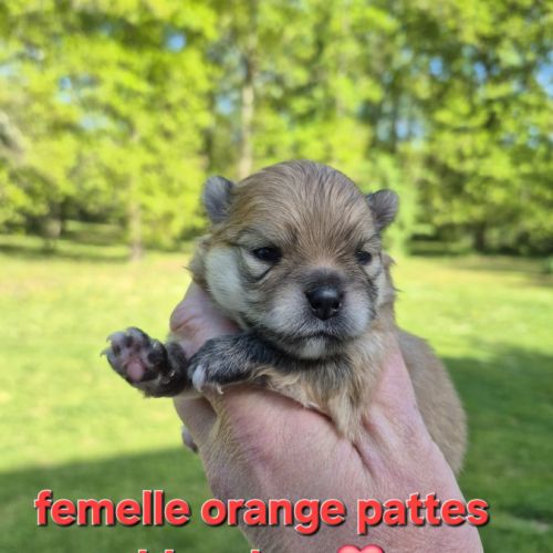 Superbes bébés spitz nain pomeranien lof a réserve #1