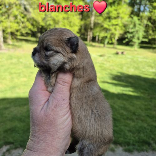 Superbes bébés spitz nain pomeranien lof a réserve #2