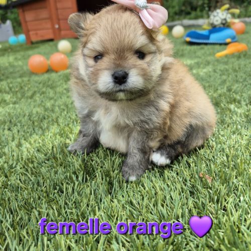 Derniere femelle spitz naine pomeranienne lof