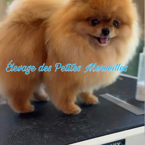 Superbes bébés spitz nain pomeranien lof a réserve #8