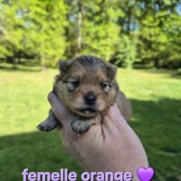 Superbes bébés spitz nain pomeranien lof a réserve #3