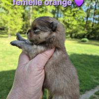 Superbes bébés spitz nain pomeranien lof a réserve #4