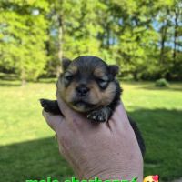 Superbes bébés spitz nain pomeranien lof a réserve