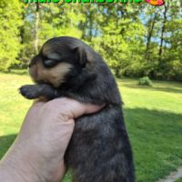 Superbes bébés spitz nain pomeranien lof a réserve #6