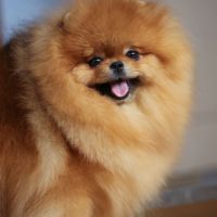 Superbes bébés spitz nain pomeranien lof a réserve #7