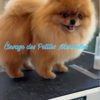 Superbes bébés spitz nain pomeranien lof a réserve #8