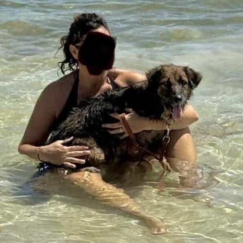 Bobby, timide et attachant #4