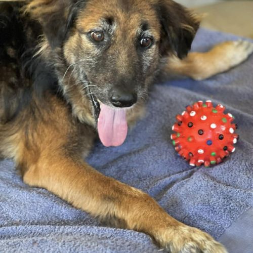 Bobby, timide et attachant #9