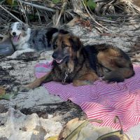 Bobby, timide et attachant #3