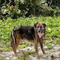 Bobby, timide et attachant