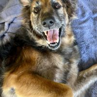 Bobby, timide et attachant #10