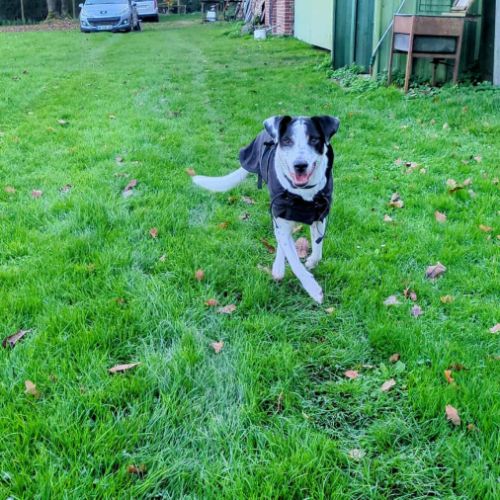 Vador l'adorable petit guerrier tripatte #3