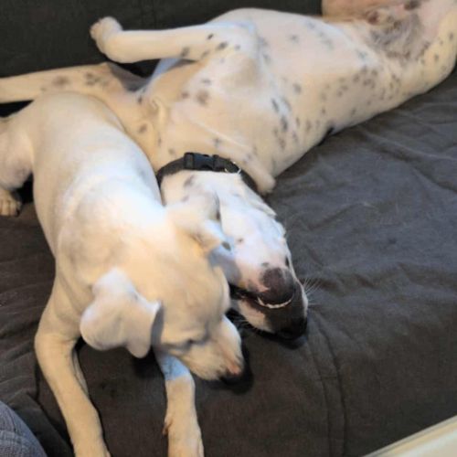 Vador l'adorable petit guerrier tripatte #4