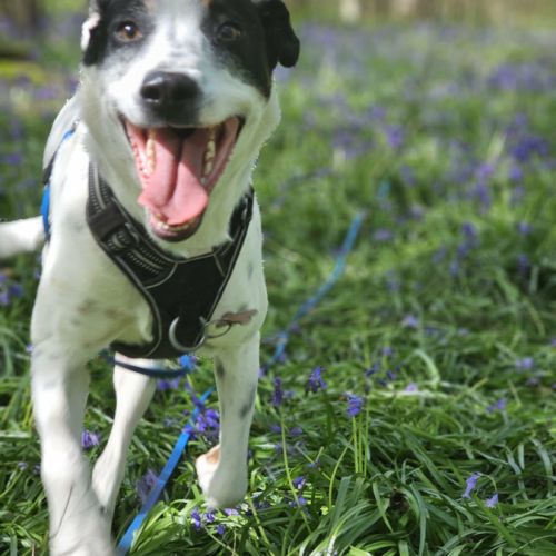 Vador l'adorable petit guerrier tripatte #0