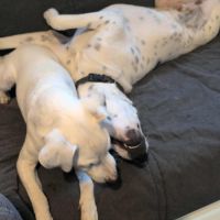 Vador l'adorable petit guerrier tripatte #4