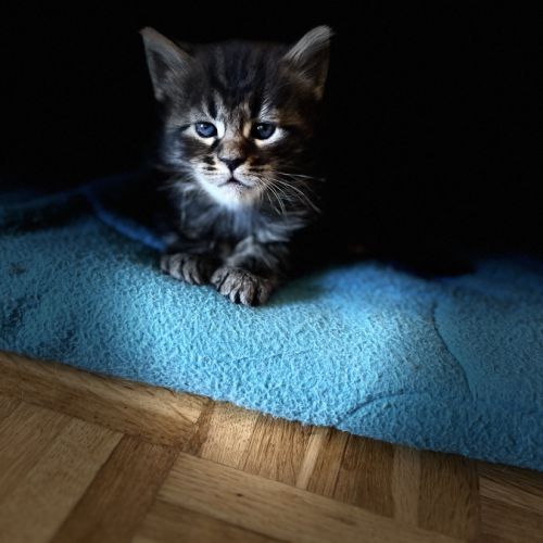 Maine coon loof