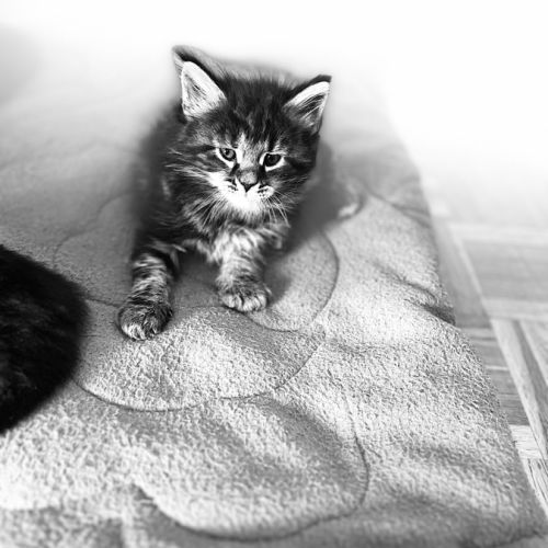 Maine coon loof #4