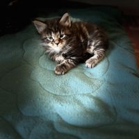 Maine coon loof #1