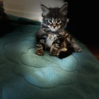 Maine coon loof #2