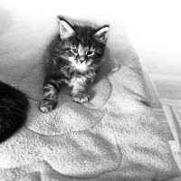 Maine coon loof #4