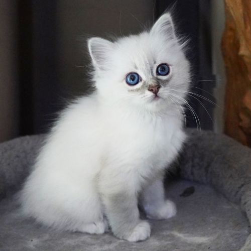 Chatons sacré de birmanie