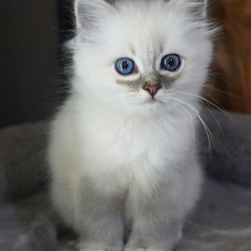 Chatons sacré de birmanie #2