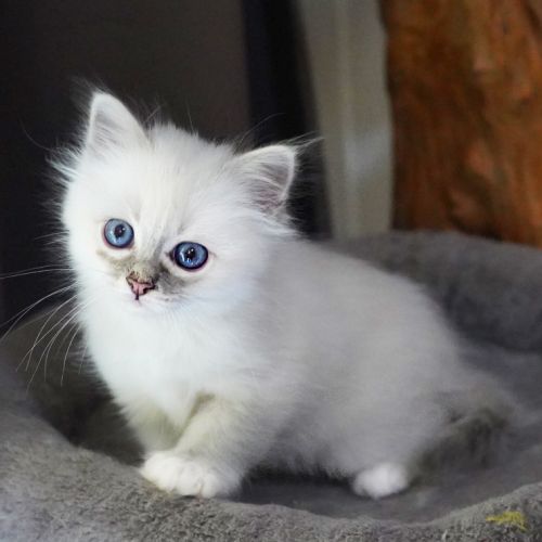 Chatons sacré de birmanie #3