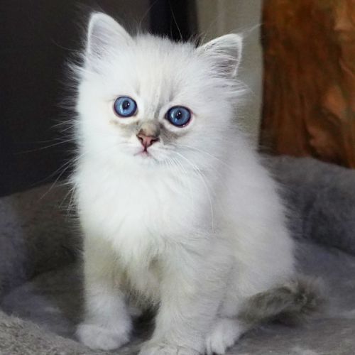 Chatons sacré de birmanie #4