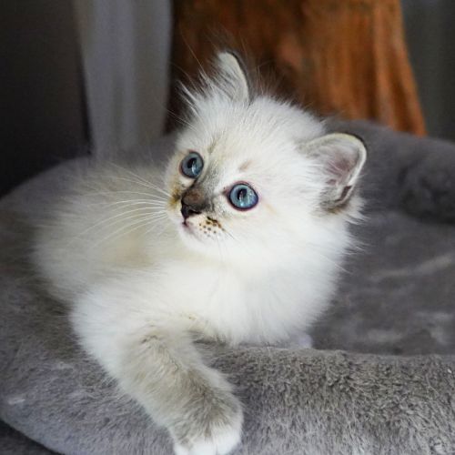 Chatons sacré de birmanie #6