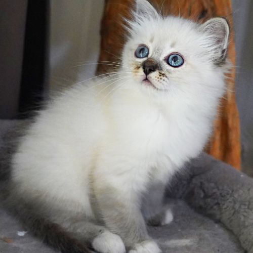 Chatons sacré de birmanie #7