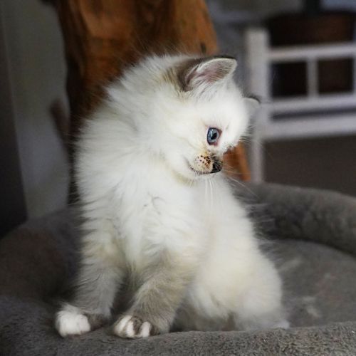 Chatons sacré de birmanie #8