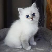 Chatons sacré de birmanie #0