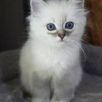 Chatons sacré de birmanie #2