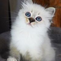 Chatons sacré de birmanie #5