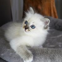 Chatons sacré de birmanie #6