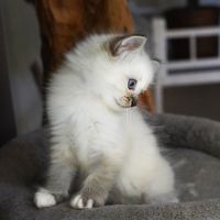 Chatons sacré de birmanie #8