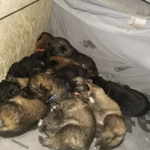 Éducatrice et comportementaliste à domicile #2