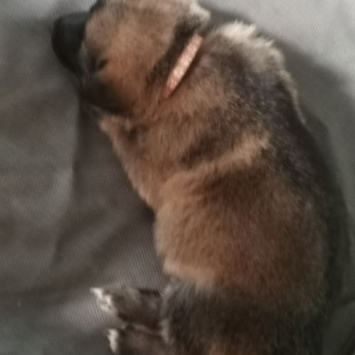 Éducatrice et comportementaliste à domicile #3