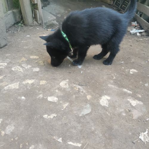 Éducatrice et comportementaliste à domicile #4