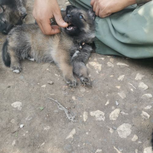 Éducatrice et comportementaliste à domicile #5