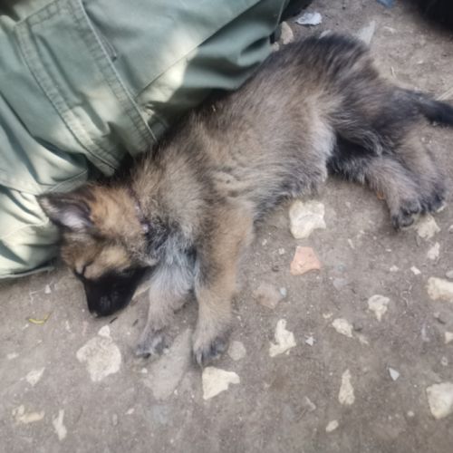 Éducatrice et comportementaliste à domicile #7