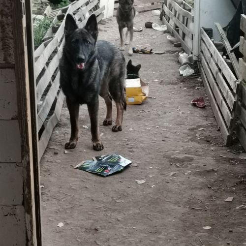 Éducatrice et comportementaliste à domicile #8