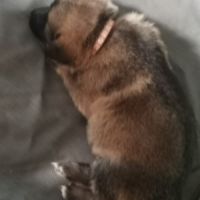 Éducatrice et comportementaliste à domicile #3