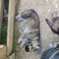 Éducatrice et comportementaliste à domicile #6