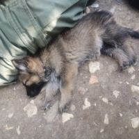 Éducatrice et comportementaliste à domicile #7