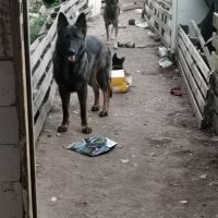 Éducatrice et comportementaliste à domicile #8